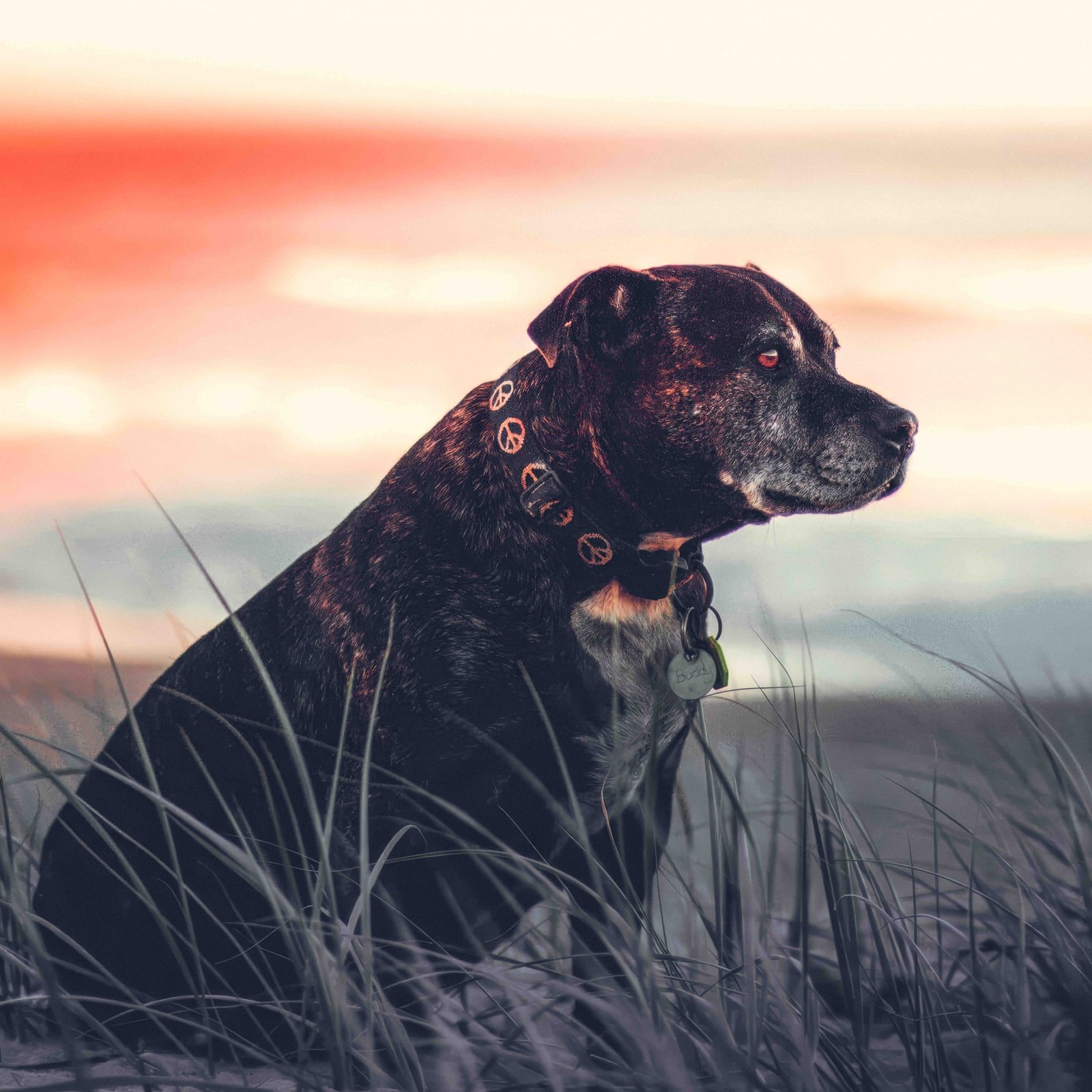 Dog Films & Pawtraits